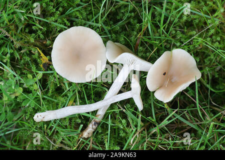 Gymnopus confluens, wie geclusterte Toughshank oder Getuftet Collybia, wilde Pilze aus Finnland bekannt Stockfoto