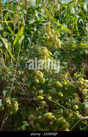 Wilder Hopfen - Humulus lupulus Wachsen durch ein Feld Zaun Stockfoto