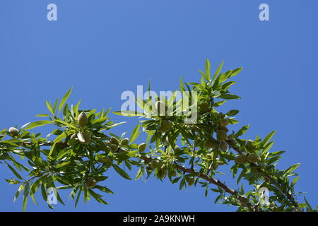 Unreife Mandeln auf einen Mandelzweig, Prunus dulcis, gegen den blauen Himmel mit kopieren. Stockfoto