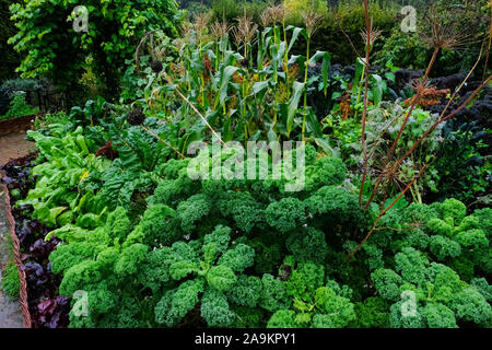 Grünkohl und Zuckermais wächst in einer Küche Garten - Johannes Gollop Stockfoto