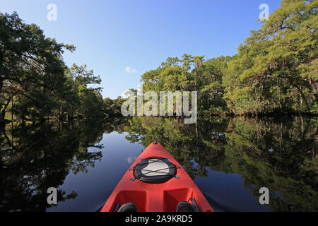 Sommer Kajakfahren in Fisheating Creek, Florida inmitten von Zypressen in ruhigem Wasser unter klaren, wolkenlosen Himmel wider. Stockfoto