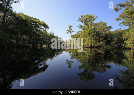 Sommer Kajakfahren in Fisheating Creek, Florida inmitten von Zypressen in ruhigem Wasser unter klaren, wolkenlosen Himmel wider. Stockfoto