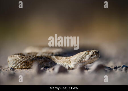 Western Diamond backed Klapperschlange (Crotalus Atrien), Bosque Del Apache National Wildlife Refuge, New Mexico, USA. Stockfoto