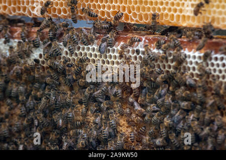 Tausende von Bienen in den Waben mit Honig. Bienen Nektar sammeln und in die sechseckigen Zellen nach der Rückkehr in den Bienenstock Stockfoto