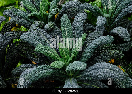 Cavolo Nero wachsen in einer Küche Garten - Johannes Gollop Stockfoto