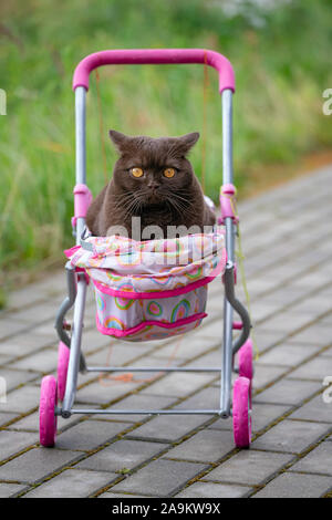 Britisch Kurzhaar Katze Verlegung in farbenfrohen Baby Stroller im Freien. Verspielte Katze in einem Wagen sitzen Stockfoto