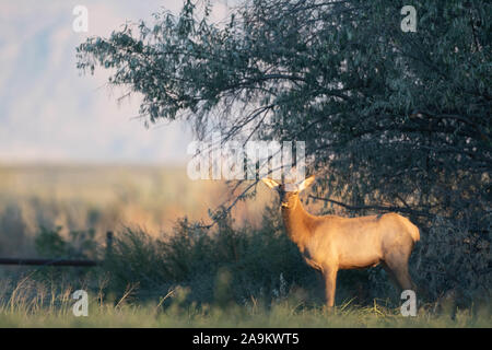 Rocky Mountain Elk, (Cervus canadensis Nelson), Kuh. Bernardo Wasservögel Management Area, New Mexico, USA. Stockfoto