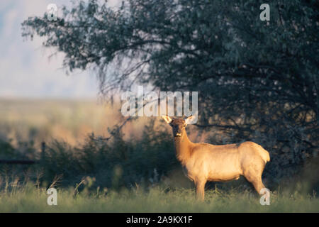 Rocky Mountain Elk, (Cervus canadensis Nelson), Kuh. Bernardo Wasservögel Management Area, New Mexico, USA. Stockfoto