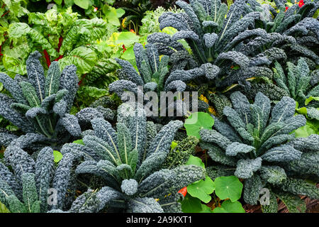 Cavolo Nero wachsen in einer Küche Garten - Johannes Gollop Stockfoto