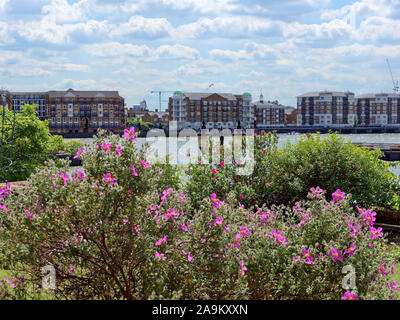 Blick auf die Themse und Rotherhithe vom freien Handel Wharf Garten mit rosa Blumen im Vordergrund. Stockfoto