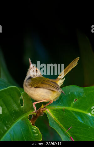 Gemeinsame Tailorbird auf Malaiisch Apple treep Stockfoto