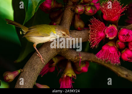 Gemeinsame Tailorbird auf Malaiisch Apple treep Stockfoto