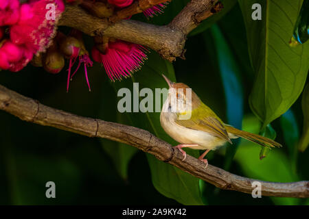 Gemeinsame Tailorbird auf Malaiisch Apple treep Stockfoto