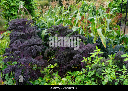 Lila Grünkohl und Zuckermais wächst in einer Küche Garten - Johannes Gollop Stockfoto