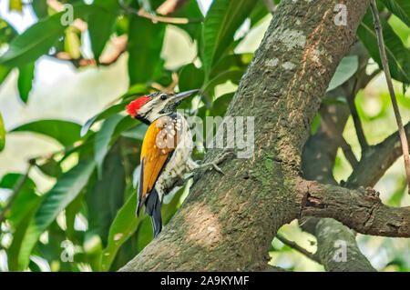 Schwarz-rumped flameback Suche Essen auf einem Mangobaum. Stockfoto