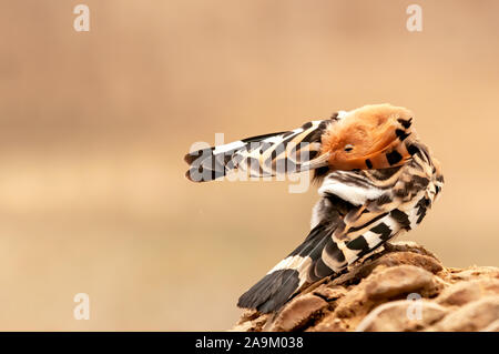 Gemeinsame Wiedehopf in stratch auf einem Datum Baumstamm Stockfoto