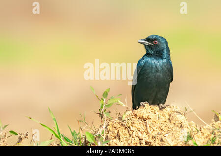 Eine schwarze Drongo sitzen auf einem Boden Klumpen in goldenem Licht Stockfoto