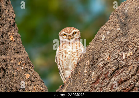 Einen süßen, kleinen gefleckten Owlet auf einem Baum Stockfoto