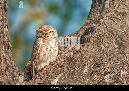 Gefleckte owlet Sitzen auf einem Baum, den Augenkontakt Stockfoto