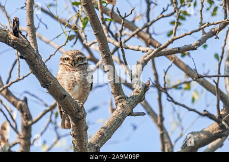 Gefleckte owlet auf einem Baum gegen den blauen Himmel Stockfoto