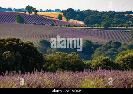 Lavendel Felder auf der Ebene von Valensole Provence im Süden Frankreichs Stockfoto