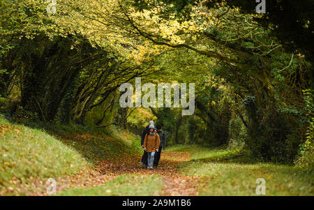 Chichester, Großbritannien - 16 November 2019 Wanderer in herbstlichen Farben im berühmten Halnaker baum Tunnel in der Nähe von Chichester genießen Sie auf einem langweilig, aber trockenen Nachmittag in West Sussex. Mehr wechselhafter Witterung mit starken Regen ist für einige Teile Großbritanniens in den nächsten Tagen Prognose: Credit Simon Dack/Alamy leben Nachrichten Stockfoto