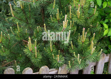 Pinus mugo mughus (Zwerg mountain pine) im Frühling mit jungen Triebe und die Entwicklung weiblicher Kegel Stockfoto