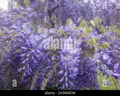 Wisteria sinensis 'produktiven', violett gefärbten Chinesische Wisteria - kletternde Pflanze im Garten im Frühjahr, Niederlande, Europa Stockfoto