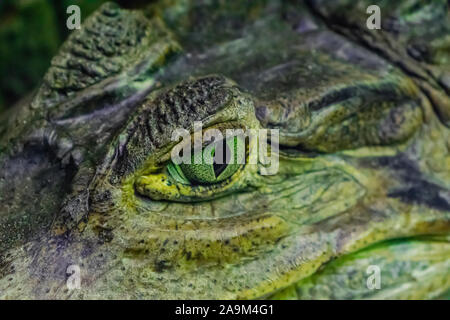 Spectacled Kaimane (Caiman crocodilus), Auge Ansicht schließen Stockfoto