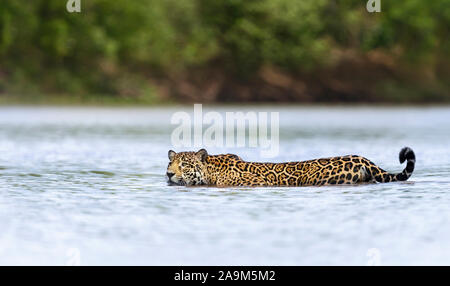 Nahaufnahme eines Jaguars schwimmen im Wasser, Pantanal, Brasilien. Stockfoto