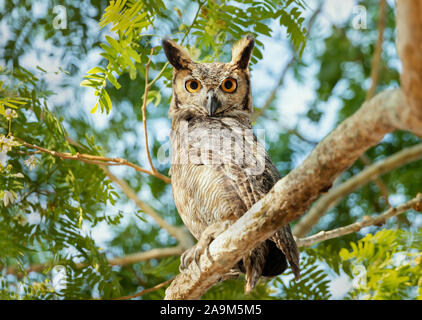 In einem Baum, Pantanal, Brasilien, in der Nähe von Great horned Owl (Bubo virginianus nacurutu) thront. Stockfoto