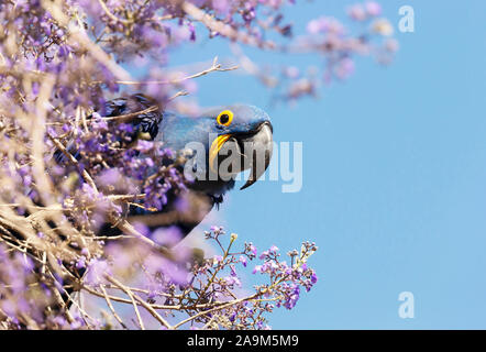 Nahaufnahme eines Hyazinthara thront auf einem Ast im Frühjahr, Süd Pantanal, Brasilien. Stockfoto