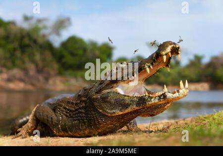 Nahaufnahme eines Yacare Kaimane (Caiman yacare) mit offenem Mund, Süd Pantanal, Brasilien. Stockfoto