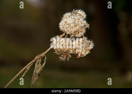 Nahaufnahme einer Verwelkten Blume Leiter Ragwort, Cardamine pratensis Stockfoto