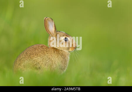 Porträt der kleine Hase im Gras, UK. Stockfoto