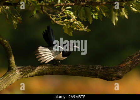 Nahaufnahme eines Eurasischen Magpie thront in einem Baum, Herbst in Großbritannien. Stockfoto