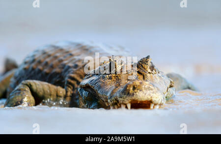 Nahaufnahme eines Yacare Kaimane (Caiman yacare) in Wasser, Süd Pantanal, Brasilien. Stockfoto