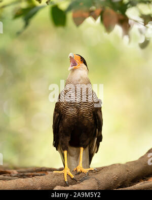 In der Nähe von Southern crested Karakara Aufruf, Pantanal, Brasilien. Stockfoto