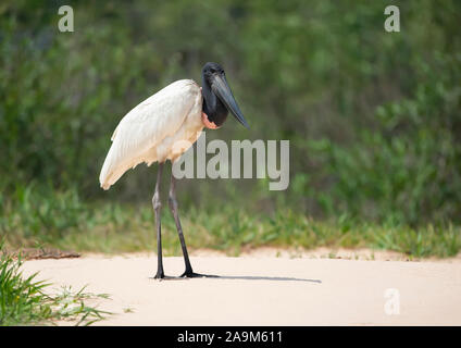 In der Nähe von Jabiru, stehend auf einem Fluss, Pantanal, Brasilien. Stockfoto