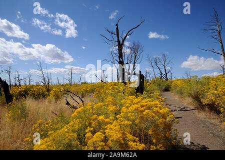 Badger House Trail in Wetherill Mesa, Mesa Verde National Park. Das Land auf der Mesa top ist immer noch regenerieren folgenden Waldbrände im Sommer 2000. Stockfoto