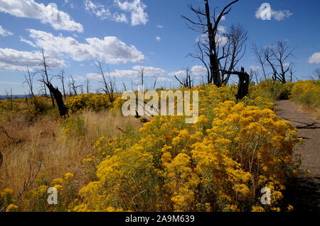 Badger House Trail in Wetherill Mesa, Mesa Verde National Park. Das Land auf der Mesa top ist immer noch regenerieren folgenden Waldbrände im Sommer 2000. Stockfoto