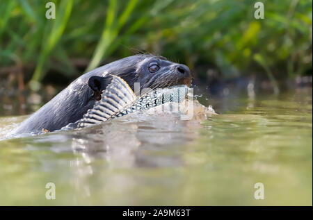 Nahaufnahme eines Riesenotter mit einem gehaltenen Fische, Pantanal, Brasilien. Stockfoto