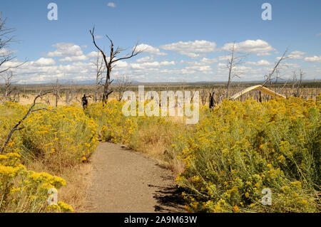 Badger House Trail in Wetherill Mesa, Mesa Verde National Park. Das Land auf der Mesa top ist immer noch regenerieren folgenden Waldbrände im Sommer 2000. Stockfoto