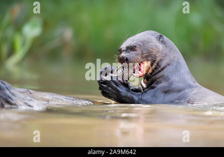 Nahaufnahme eines Riesenotter Fisch essen, Pantanal, Brasilien. Stockfoto