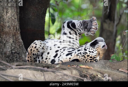 Nahaufnahme eines Jaguars erstreckt sich auf einen umgestürzten Baum, Pantanal, Brasilien. Stockfoto