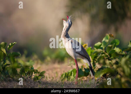 Nahaufnahme eines Red-legged seriema Aufruf, Pantanal, Brasilien. Stockfoto