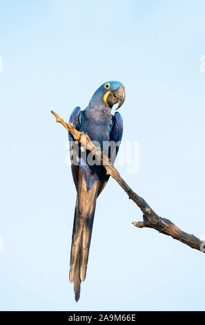 Nahaufnahme eines Hyazinthara thront in einem Baum, Süd Pantanal, Brasilien. Stockfoto