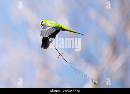 Monk parakeet im Flug mit dem Nistmaterial, Pantanal, Brasilien. Stockfoto