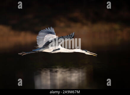 Nahaufnahme eines Cocoi Reiher im Flug, Pantanal, Brasilien. Stockfoto