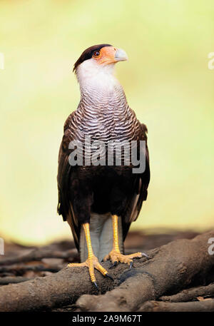 In der Nähe von Southern crested Karakara thront auf einem Baum, Pantanal, Brasilien. Stockfoto